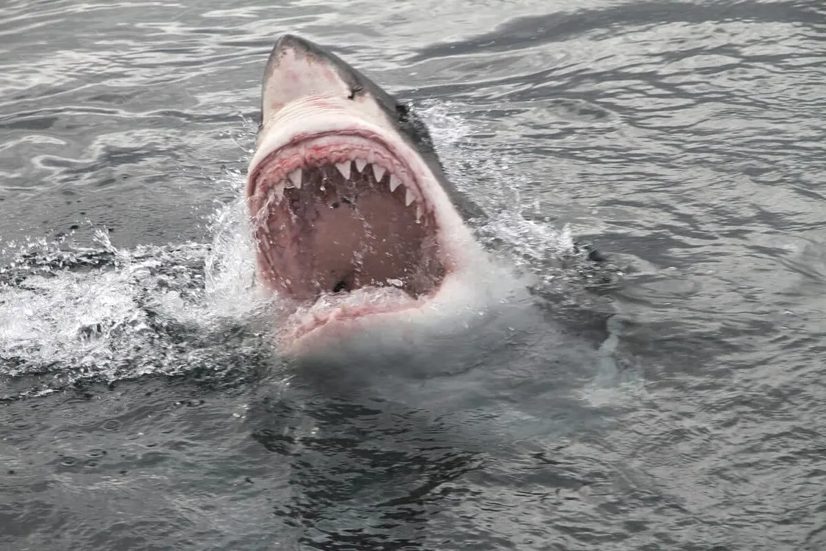 The Reasons for the Increase in Global Shark Attacks