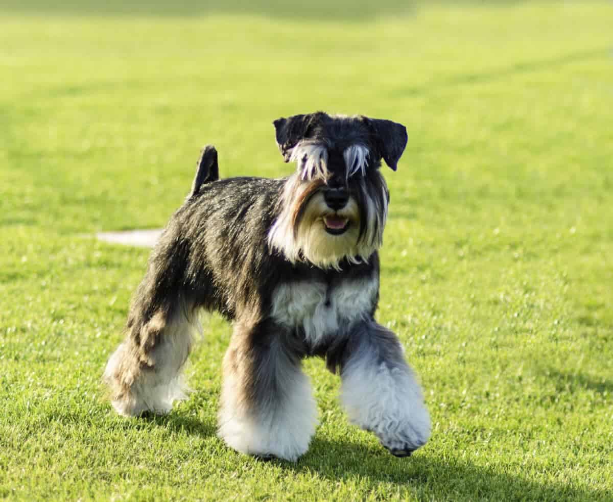 miniature schnauzer