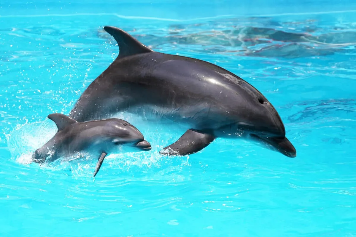 A Heartwarming Rescue of a Baby Dolphin