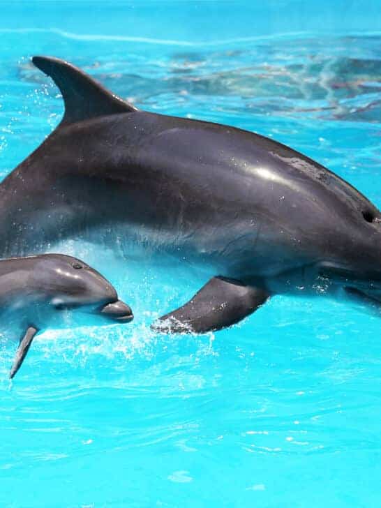 Michael Phelps Vs. Dolphin: A Race For Aquatic Supremacy