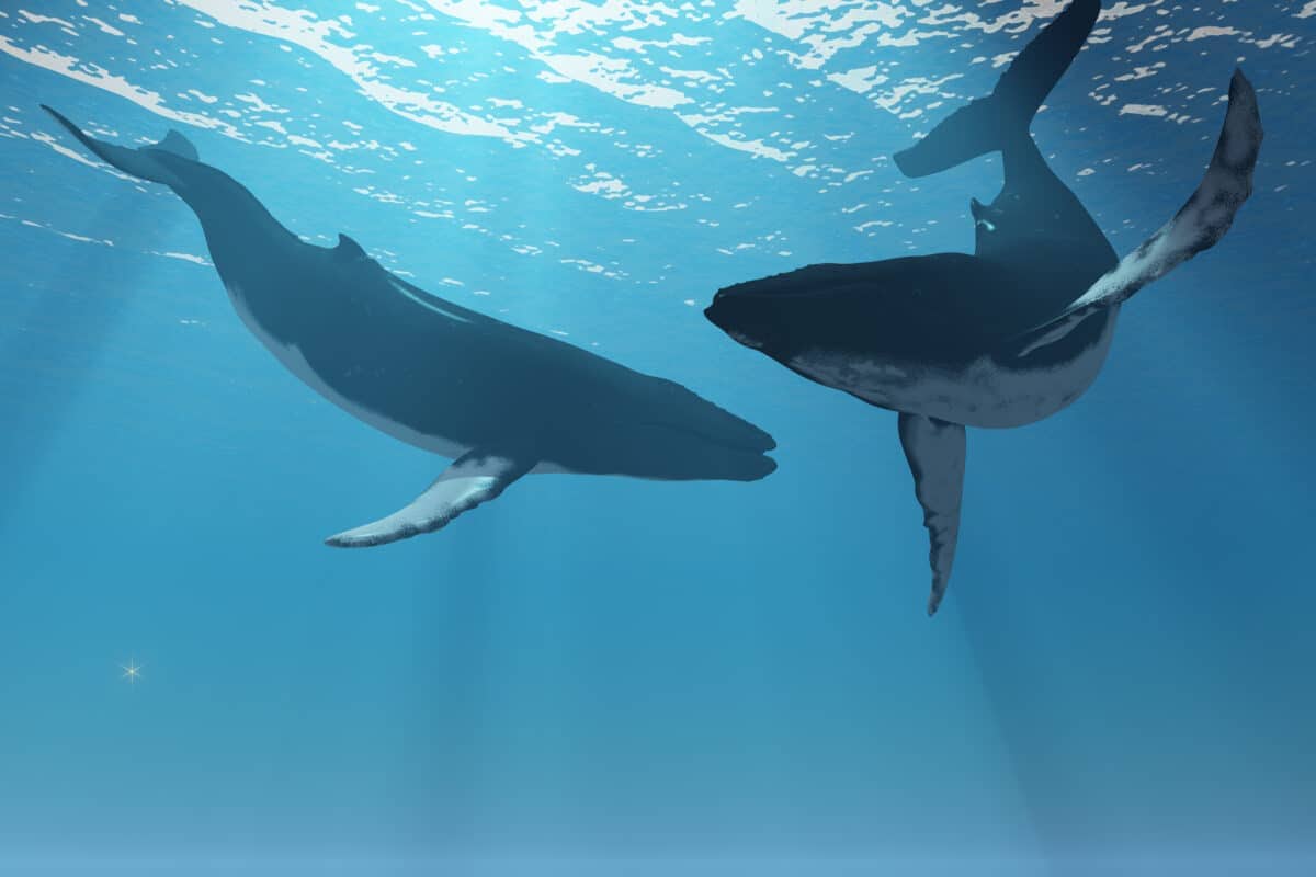 Wal verschluckt zwei Kajakfahrer