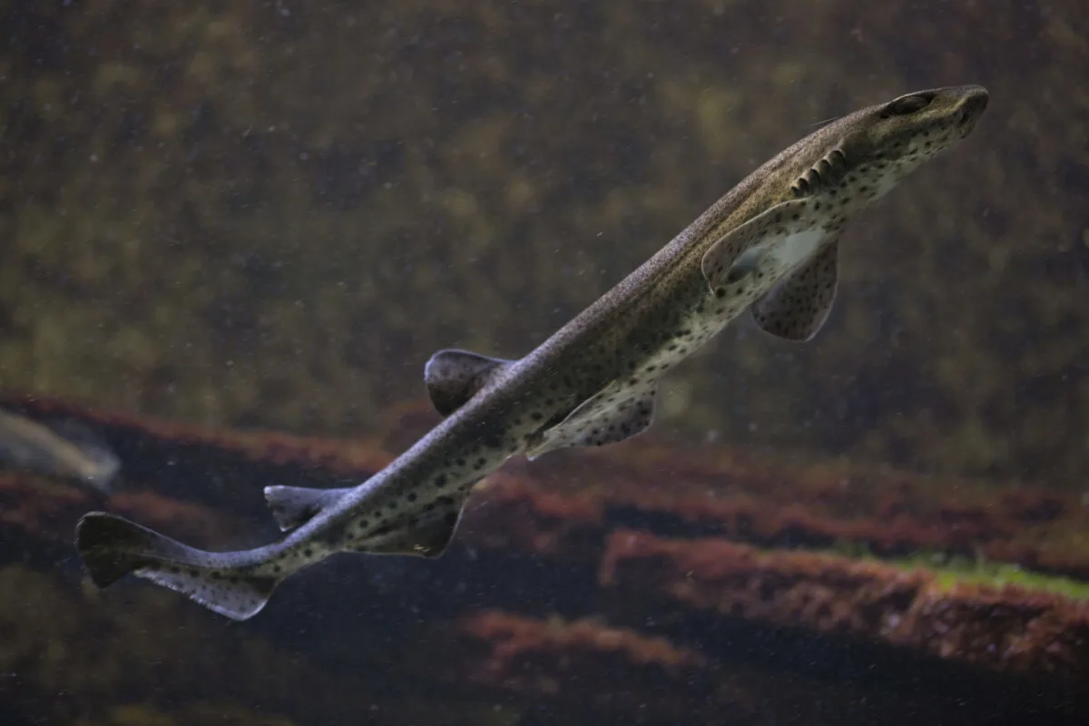 the smallest shark species