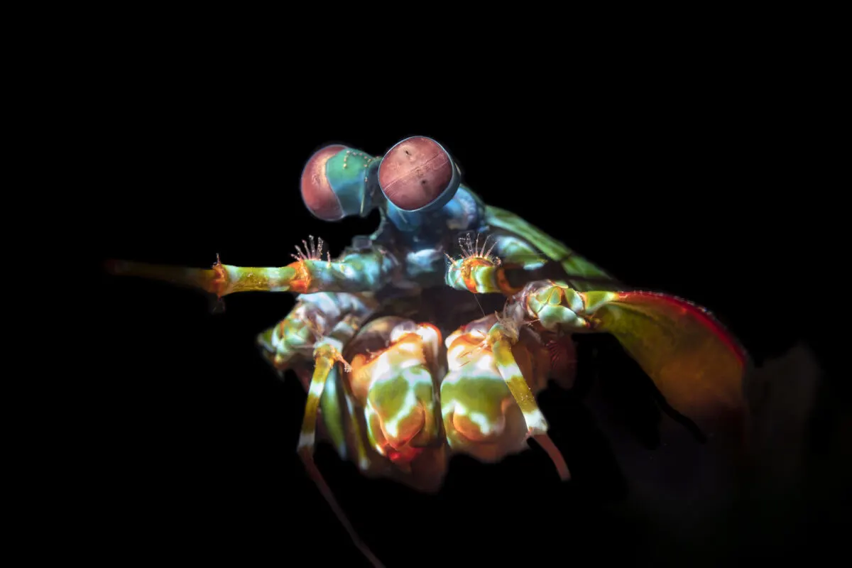 mantis shrimp glowing in the dark