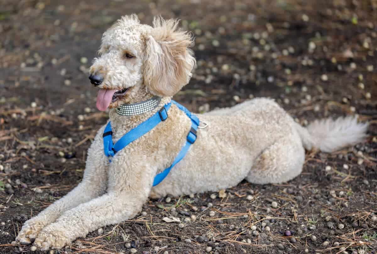 The Aussiedoodle Breed