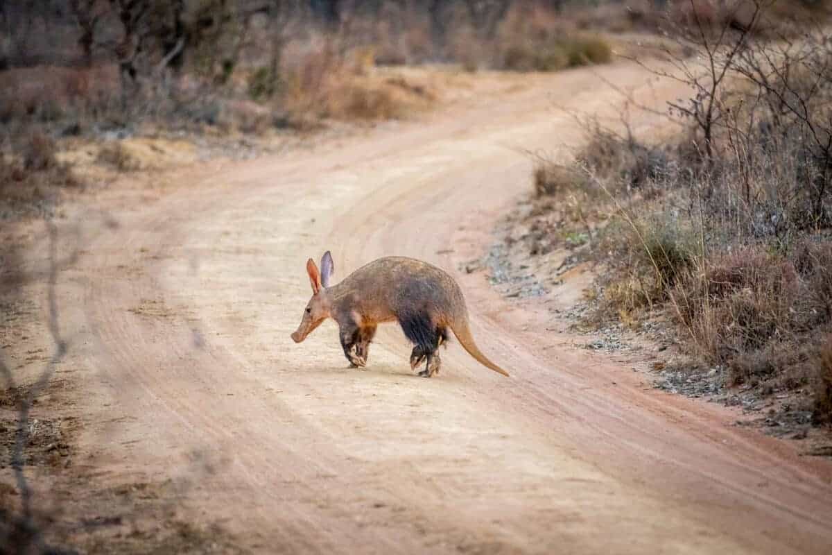 aardvark crossing road