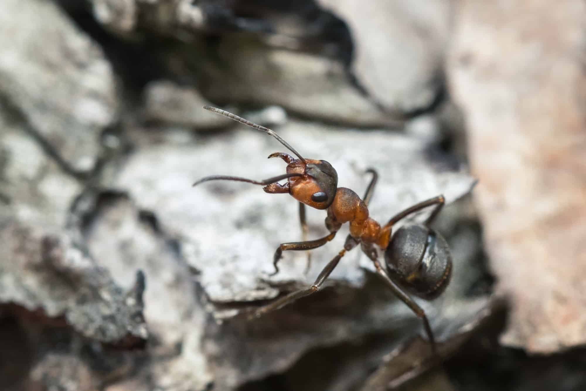 Witness the Most Powerful Sting In the Insect Kingdom - Animals Around ...