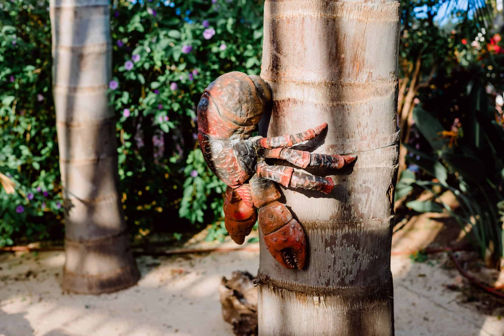 Meet the World's Largest Land Arthropod - The Coconut Crab