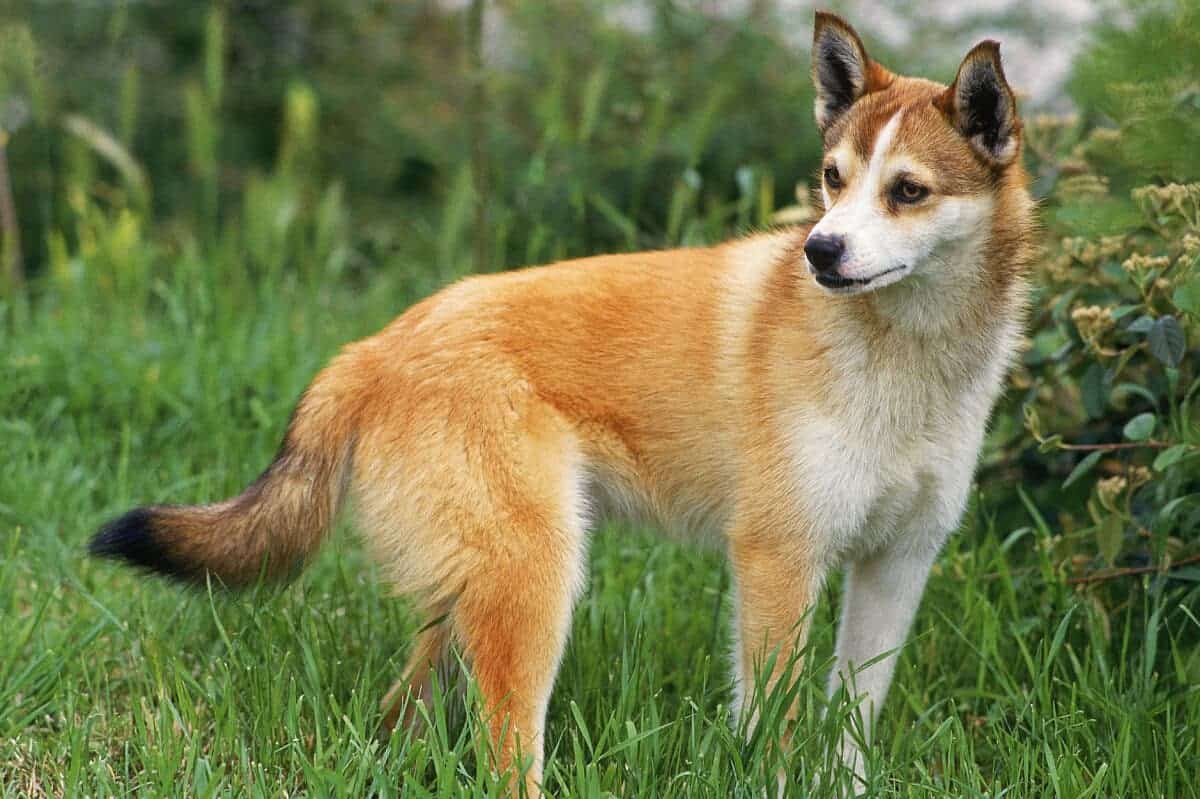 10 Unusual Dog Breeds