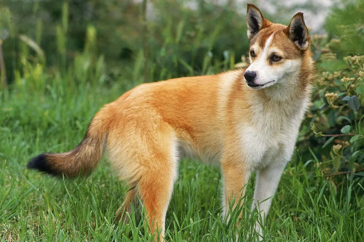 10 Unusual Dog Breeds
