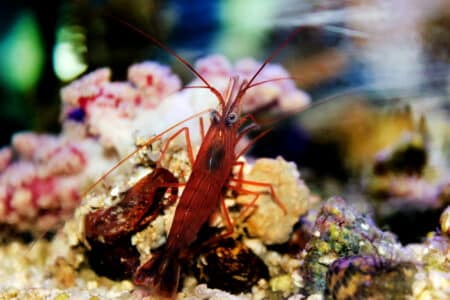 The World’s Loudest Animal