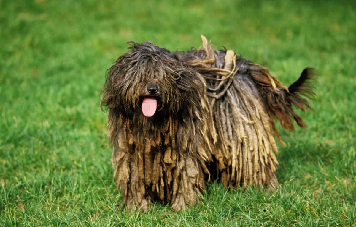 10 Unusual Dog Breeds