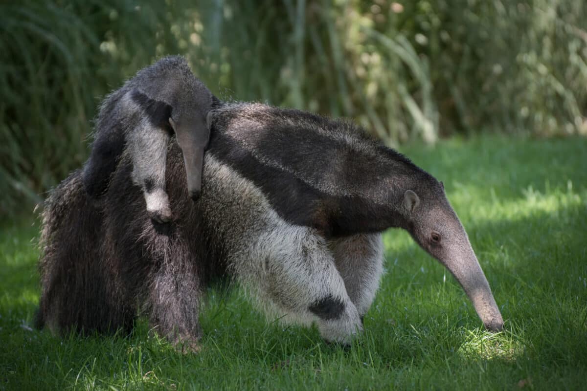 Care for Anteater Reproduction and Offspring