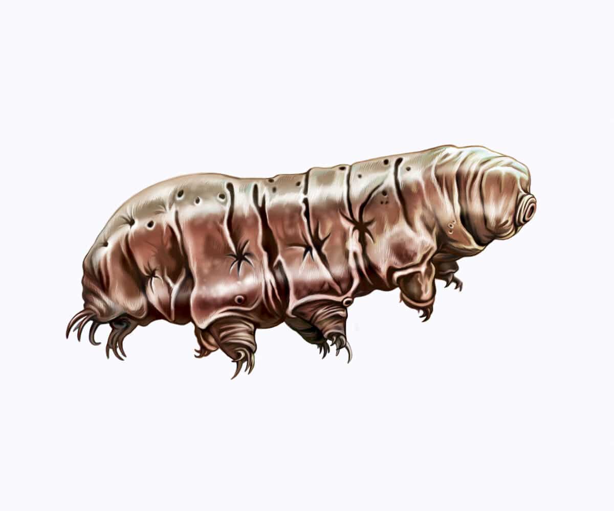 A realistic drawing of a unique microscopic arthropod Tardigrades