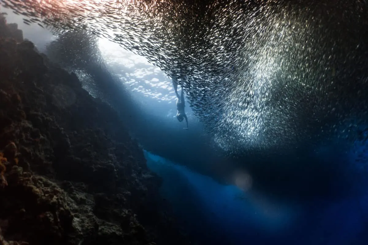 the largest school of fish ever