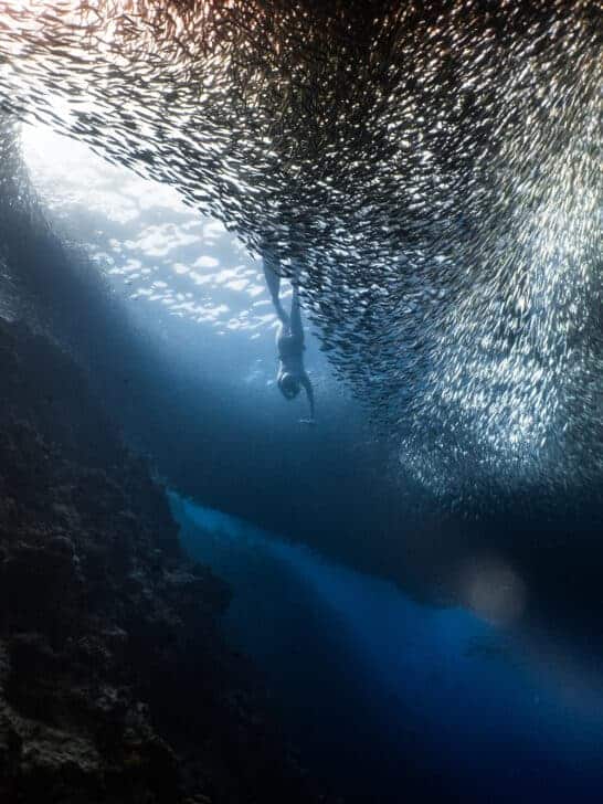 Largest School of Fish Ever – The Sardine Run