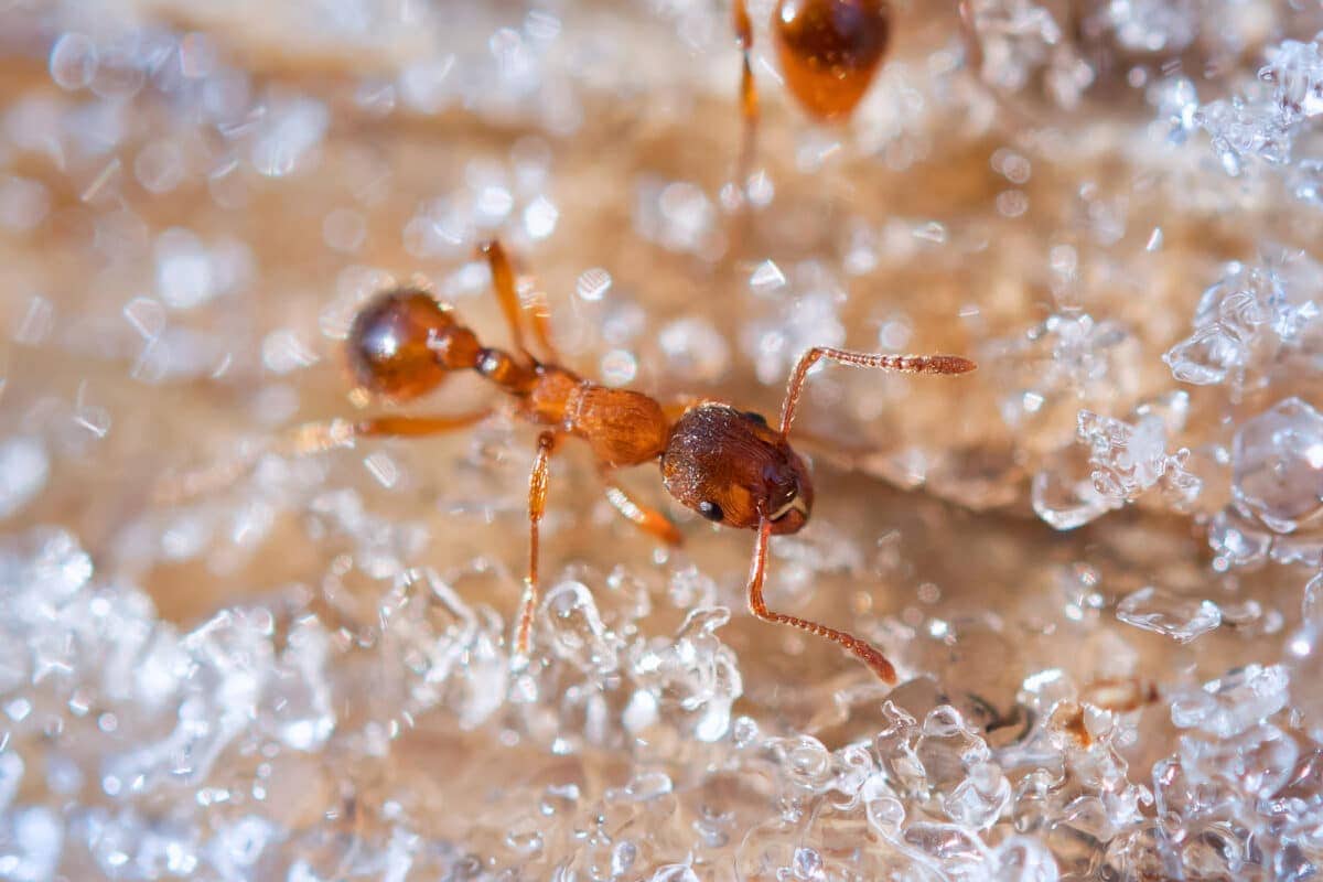 fire ant