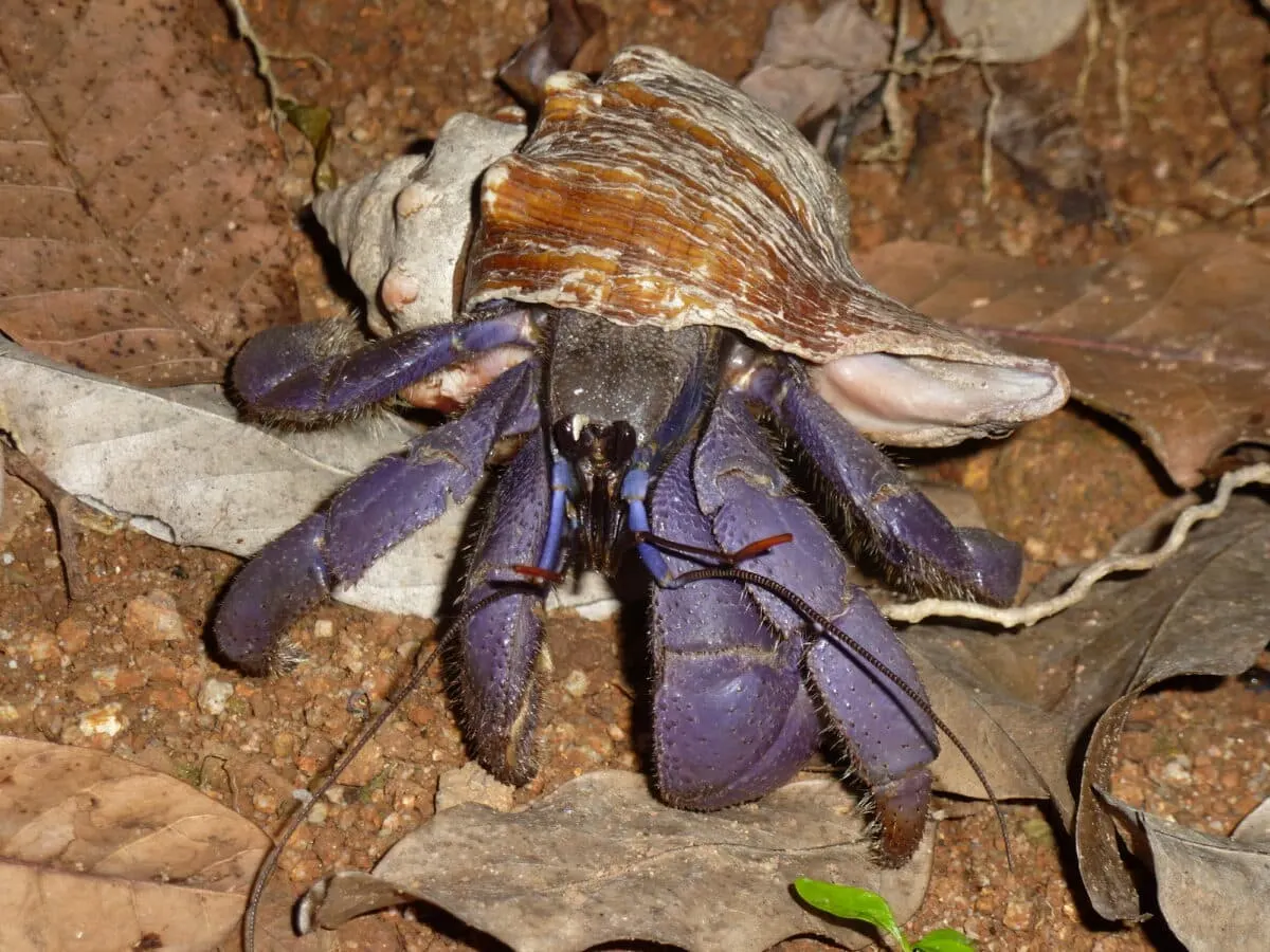 coconut crab