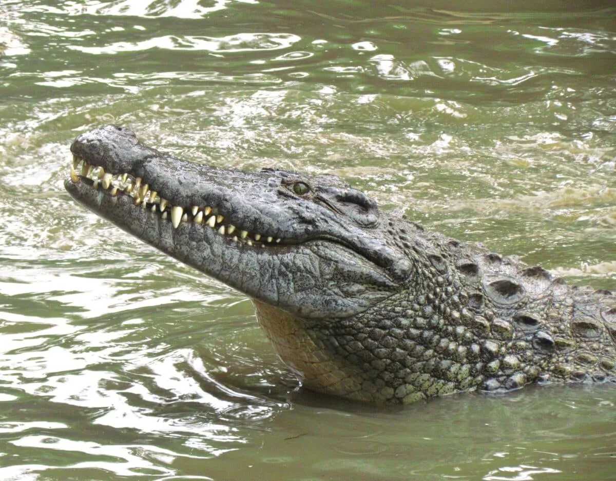 saltwater crocodile