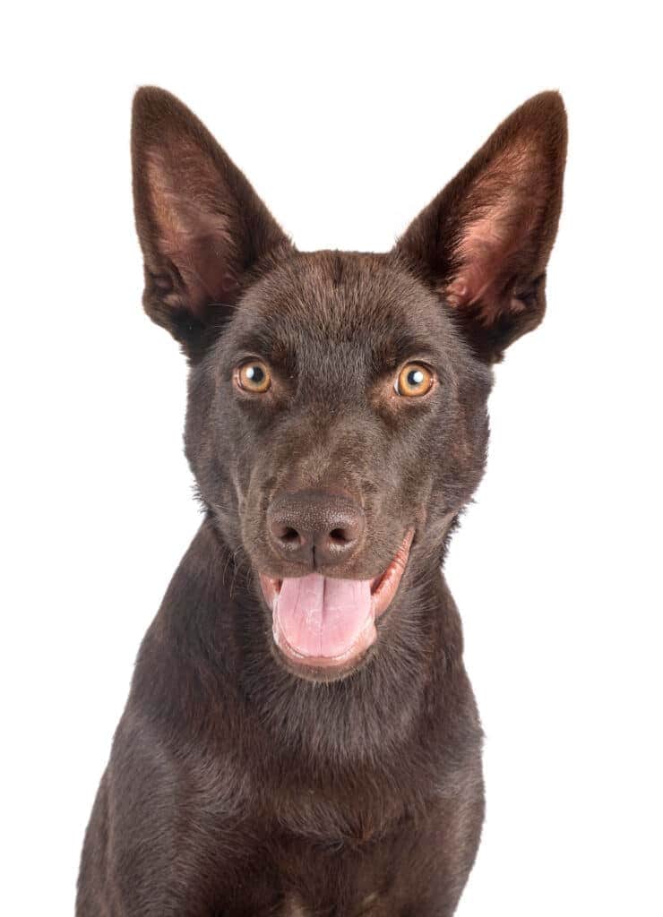 Australian Kelpie in front of white background