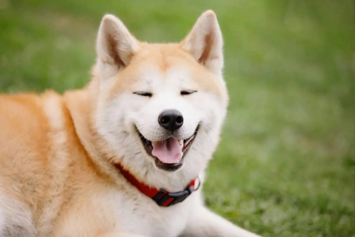 Akita dog