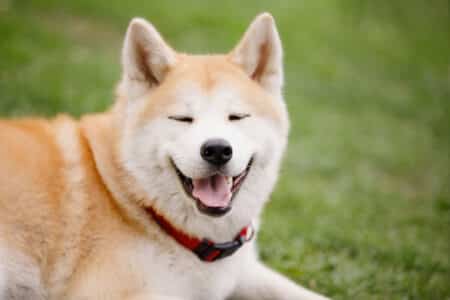 Akita &ndash; The Majestic And Loyal Breed Of Japan&rsquo;s National Treasure