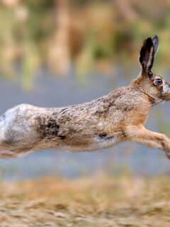 how the hare evades the lynx