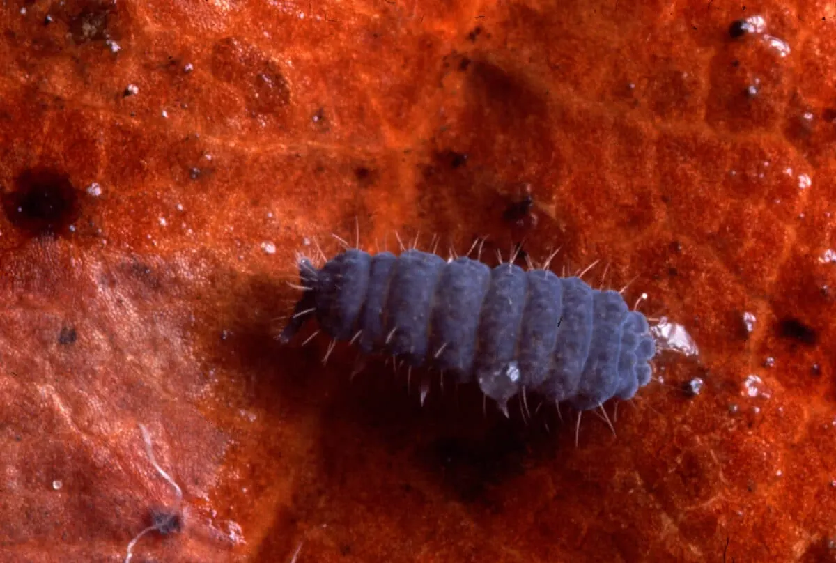 tardigrade