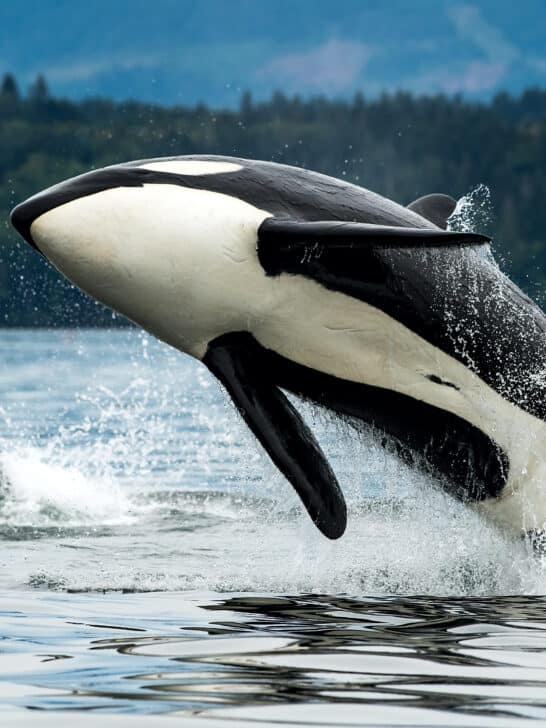Orca Behaviour Shows Grandma Knows Best