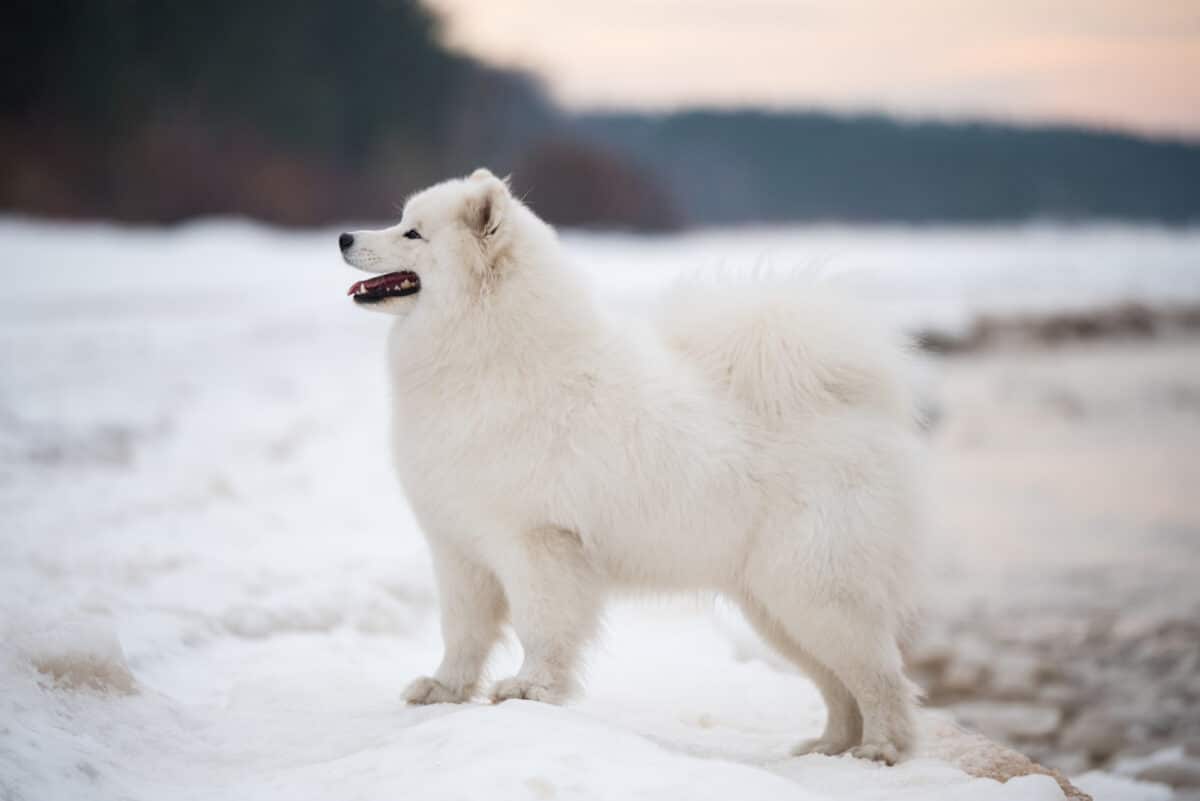 American Eskimo dog