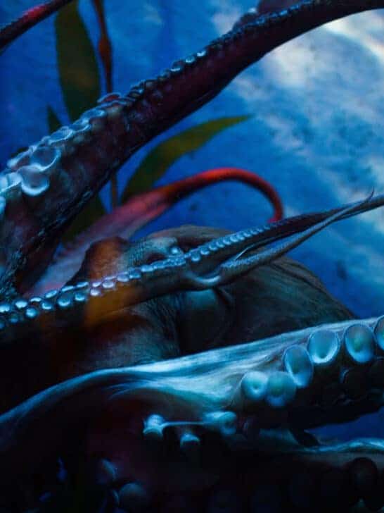Massive 62-Feet-Long ‘Kraken’ Octopus Once Dominated Oceans As Apex Predator in Dinosaur Era