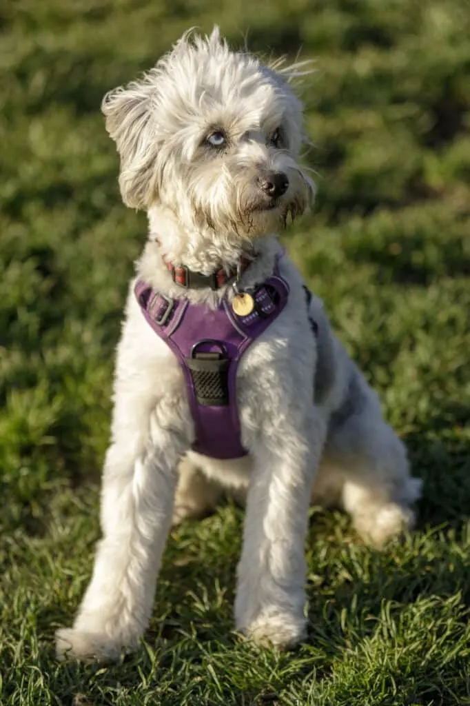 The Aussiedoodle Breed