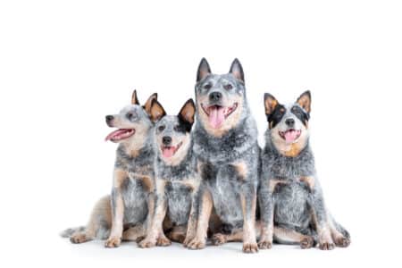 Is Bluey Based on a Real Dog Breed? Meet the Blue Heeler