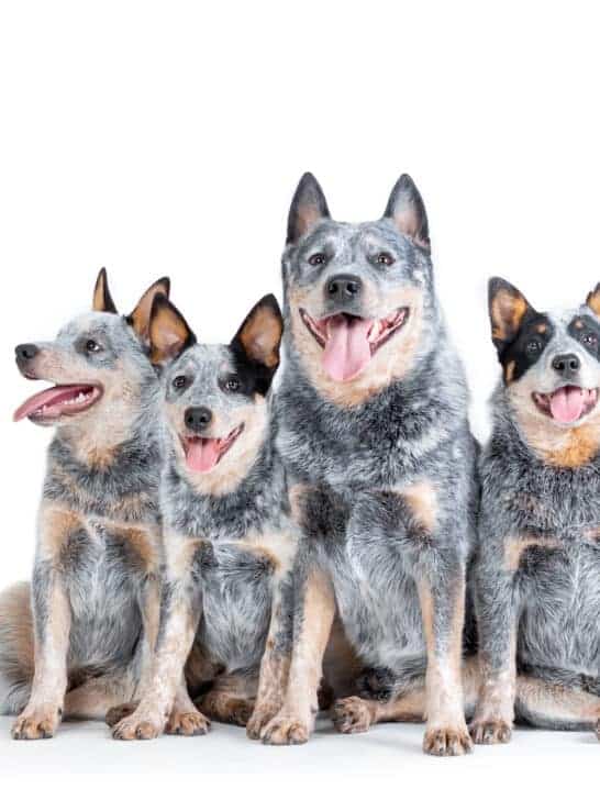 Is Bluey Based on a Real Dog Breed? Meet the Blue Heeler