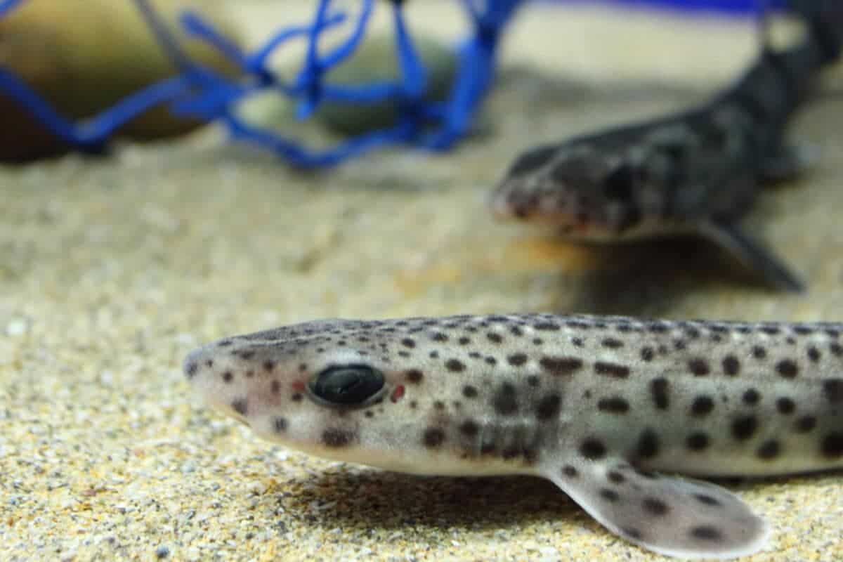 dwarf lantern shark