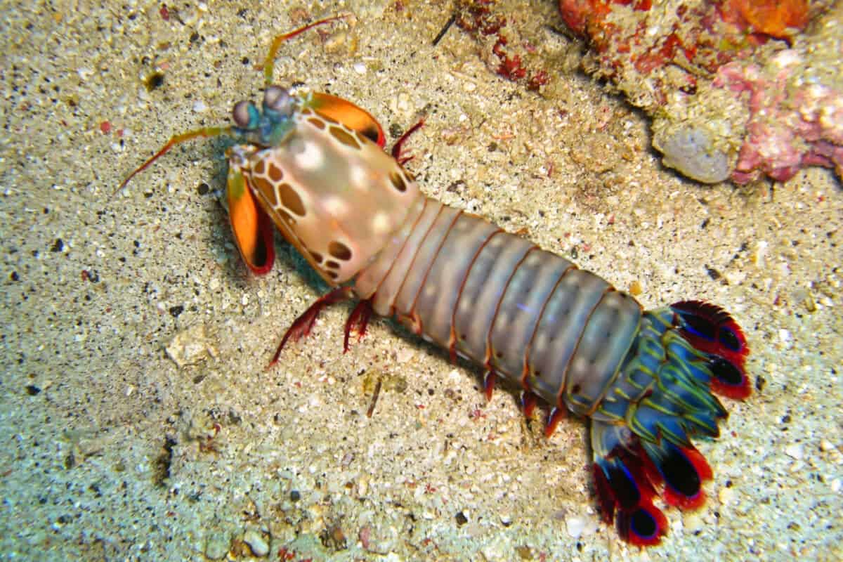 mantis shrimp