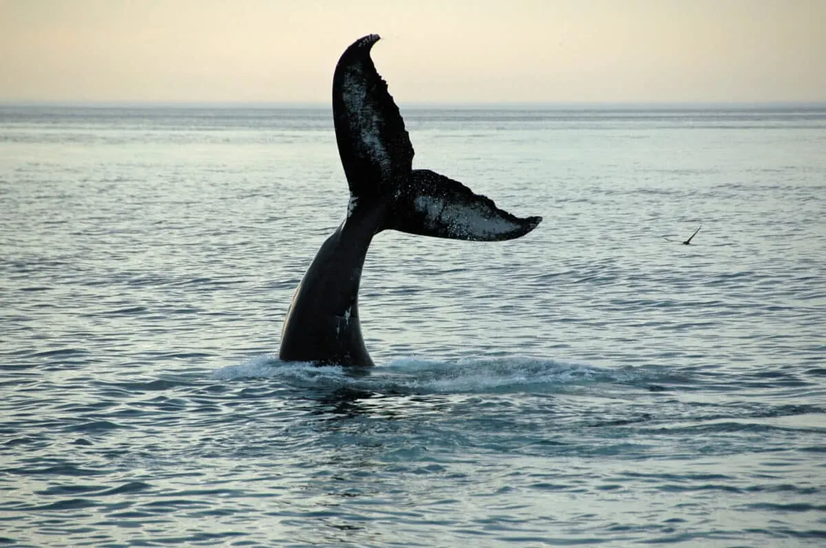Wal verschluckt zwei Kajakfahrer