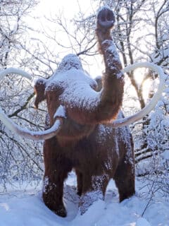 Mammoths Vs. Mastodons