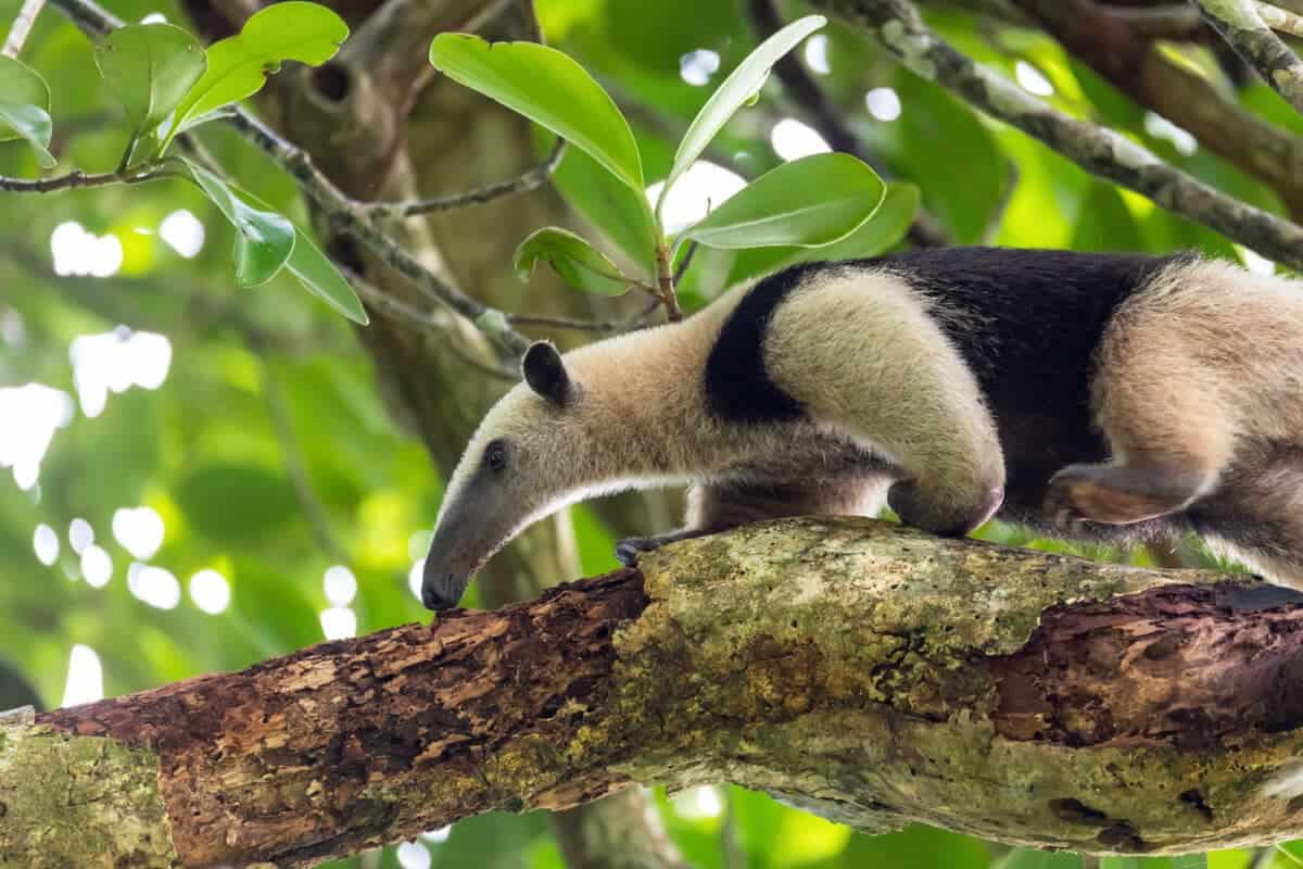 The Dangers and Anteater Conservation Issues