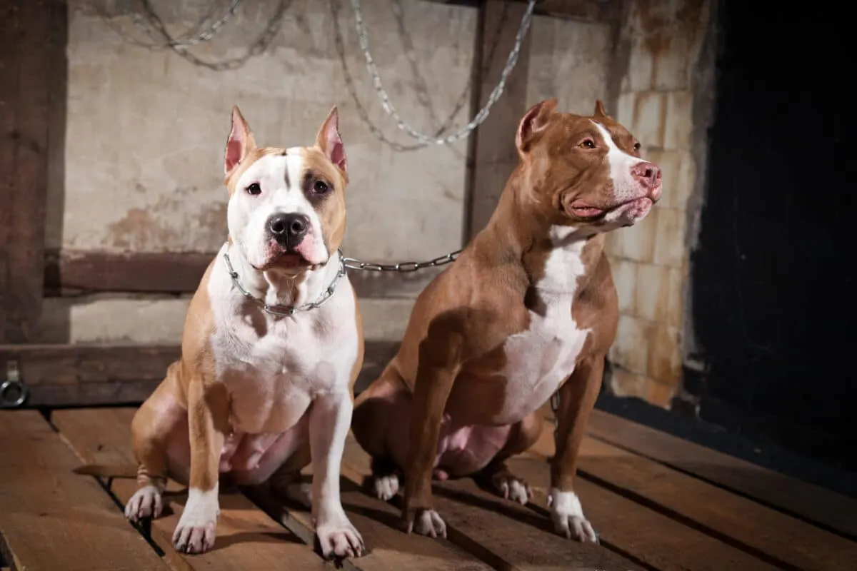 Foods That Keep Your Dog s Coat Healthy and Shiny Animals Around The Globe