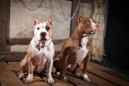 Foods That Keep Your Dog&rsquo;s Coat Healthy and Shiny