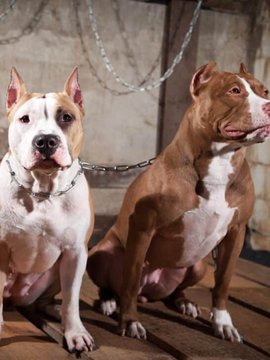 Foods That Keep Your Dog&rsquo;s Coat Healthy and Shiny