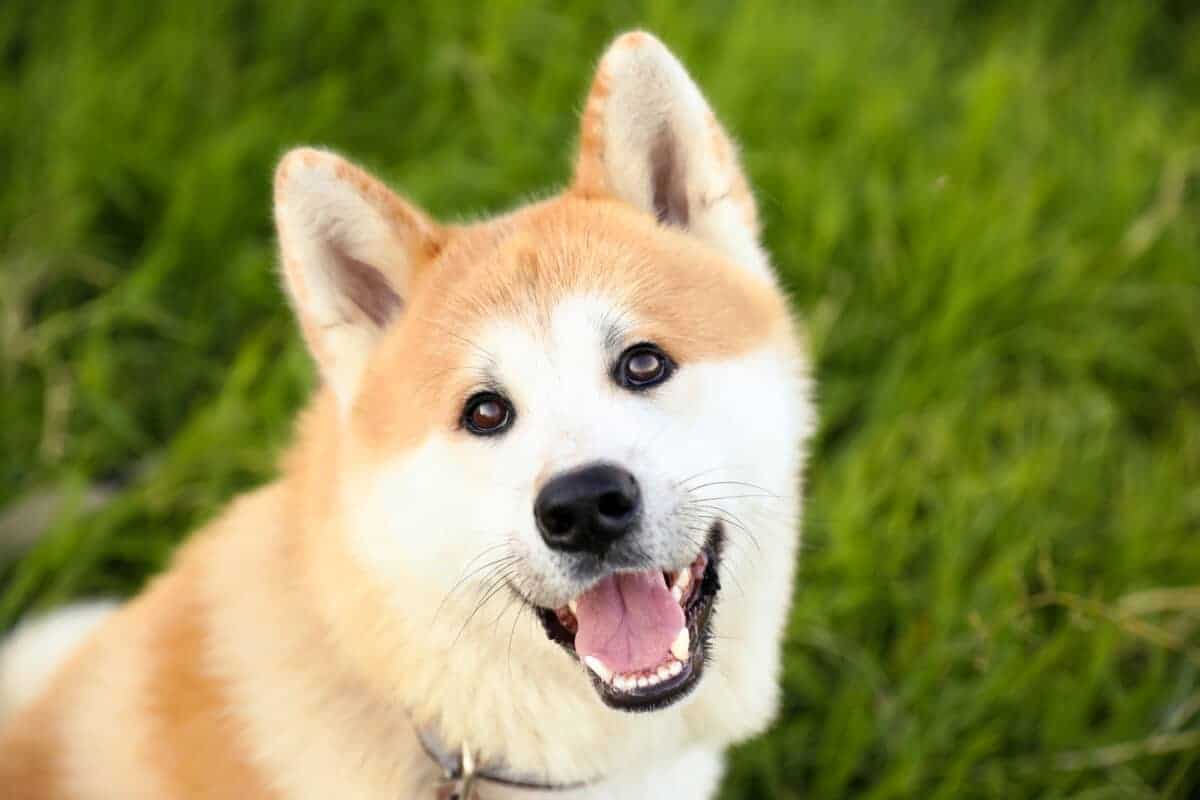 Cute Akita Inu dog on green grass, closeup