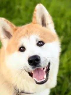 Cute Akita Inu dog on green grass, closeup