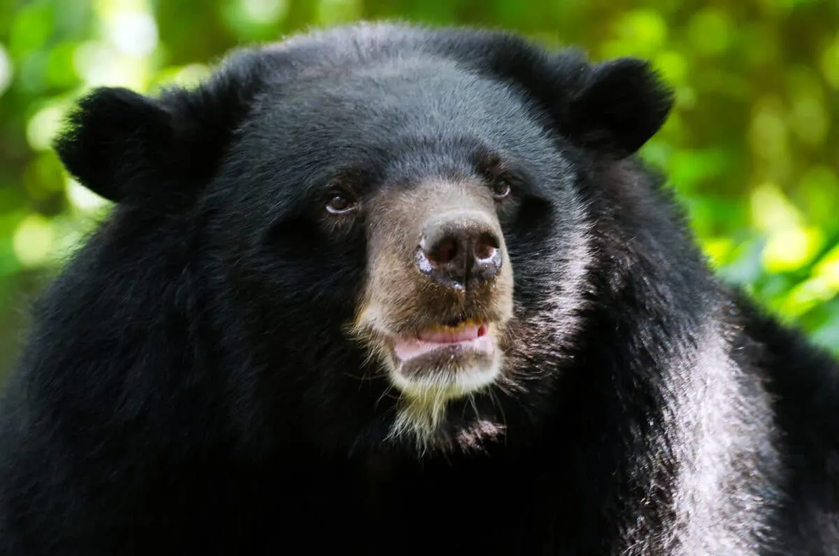 asiatic black bear