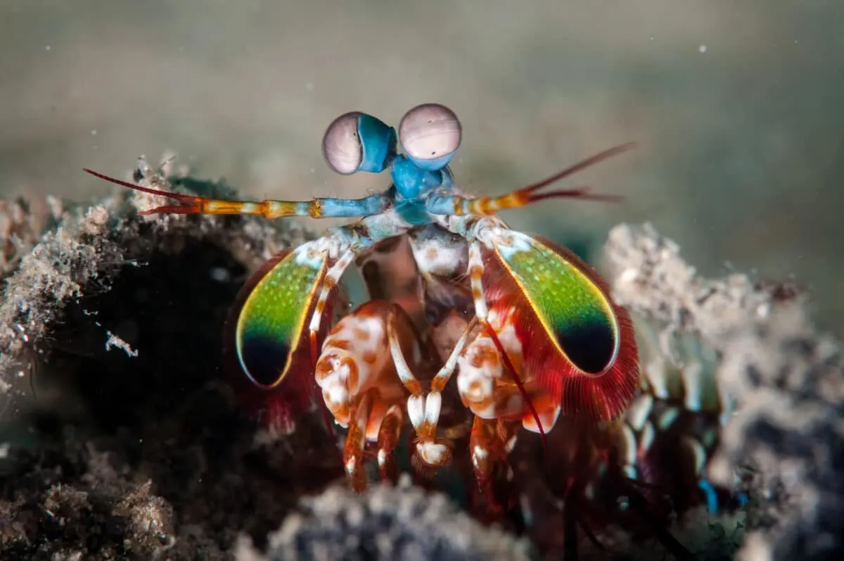 mantis shrimp