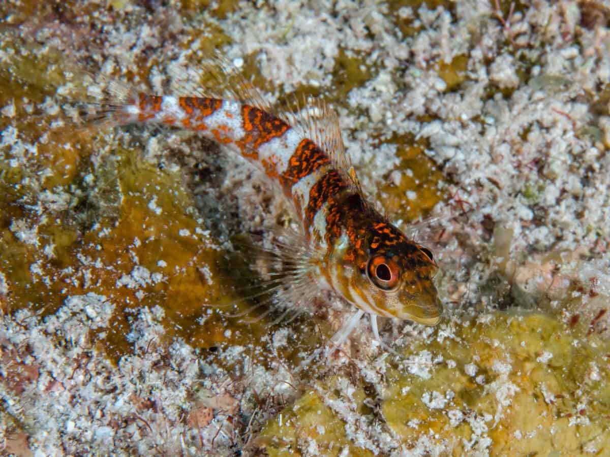 dwarf pygmy goby