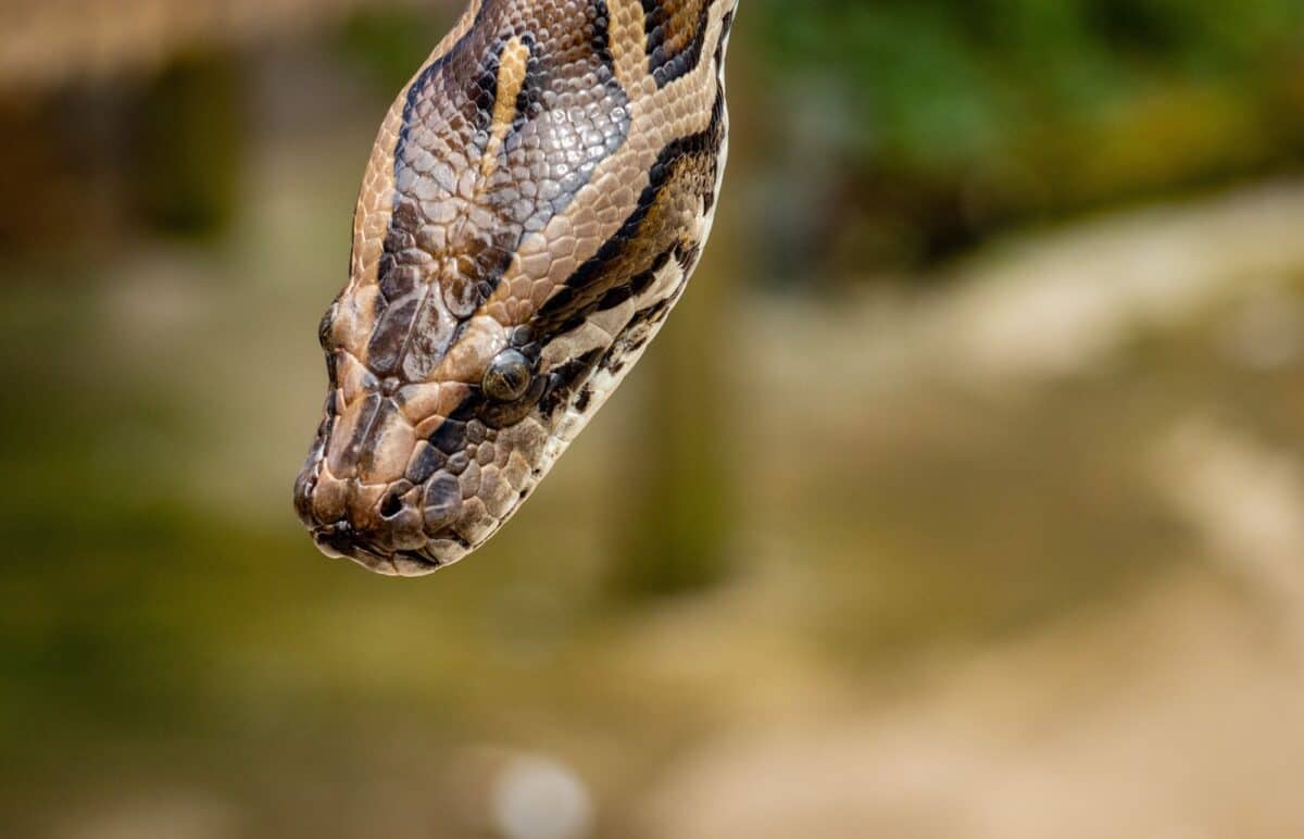 african rock python vs. saltwater crocodile