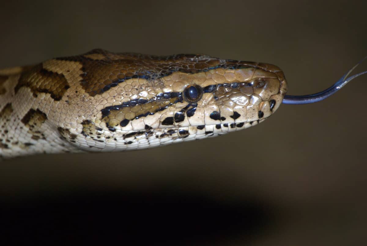 african rock python