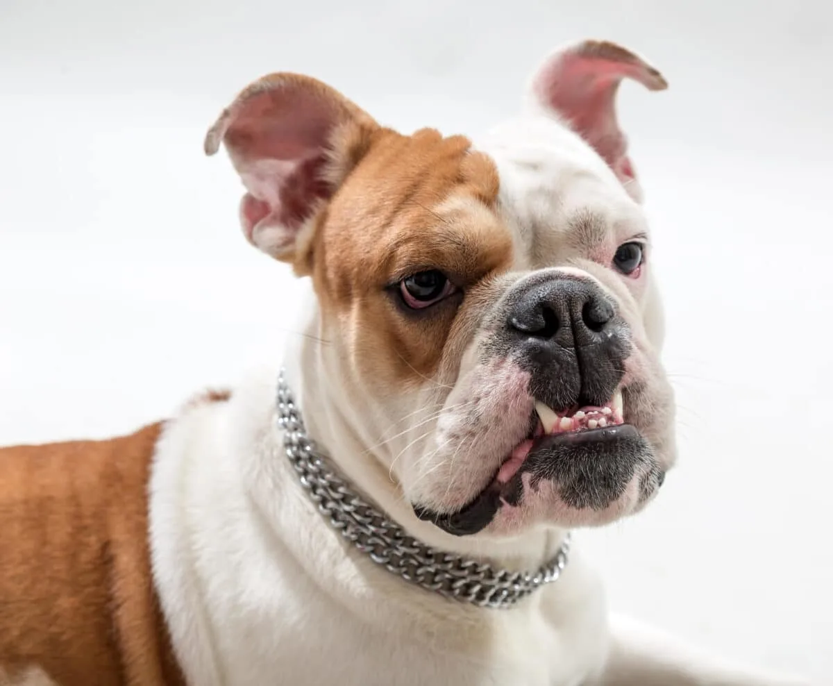 Common Health Issues That An Australian Bulldog May Face