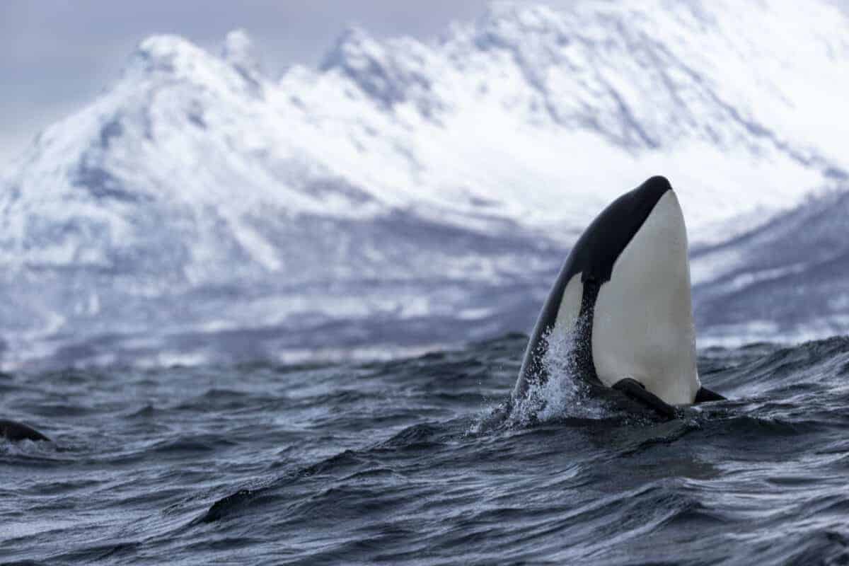 Baby Orca asks Humans for help to Save Their Mother